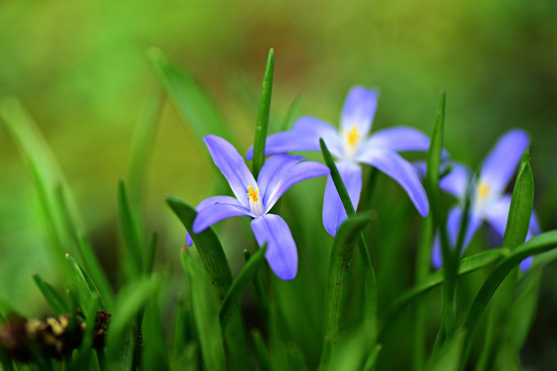 Blumen im März