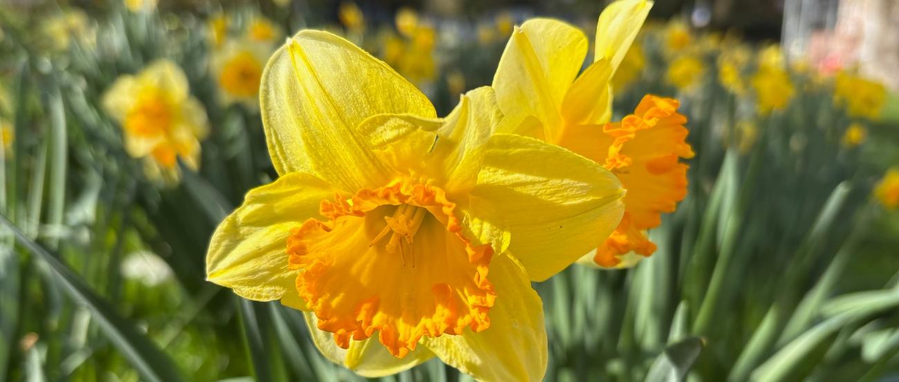 Narzissen (c) Monika Herkens Narzissen