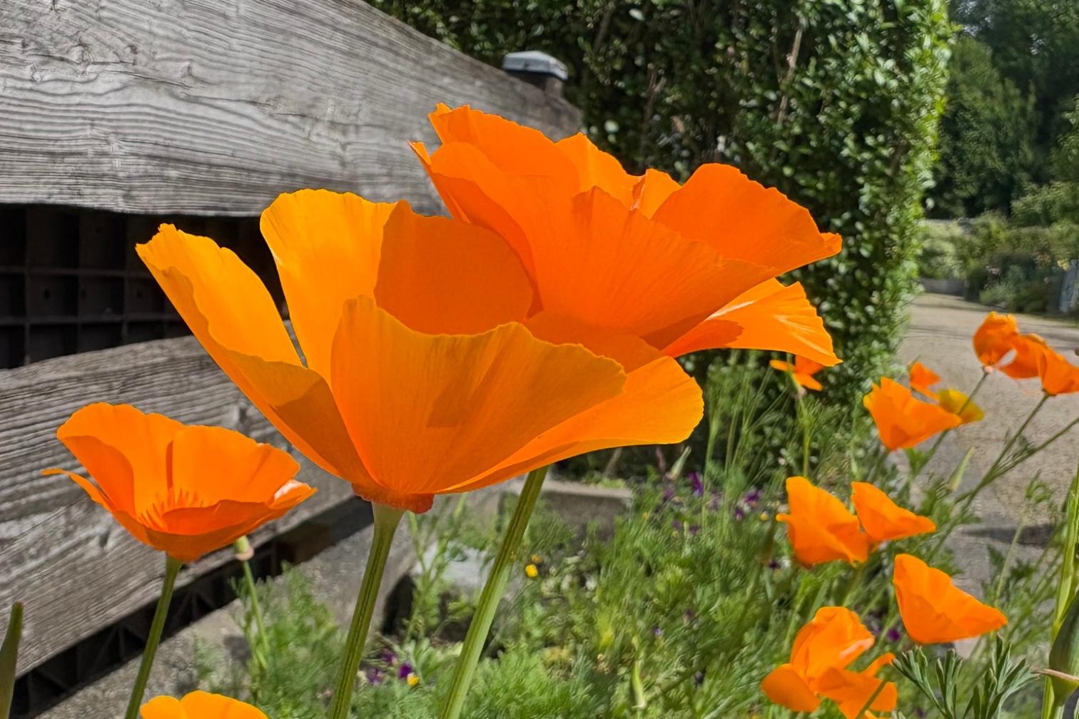 Island-Mohn
