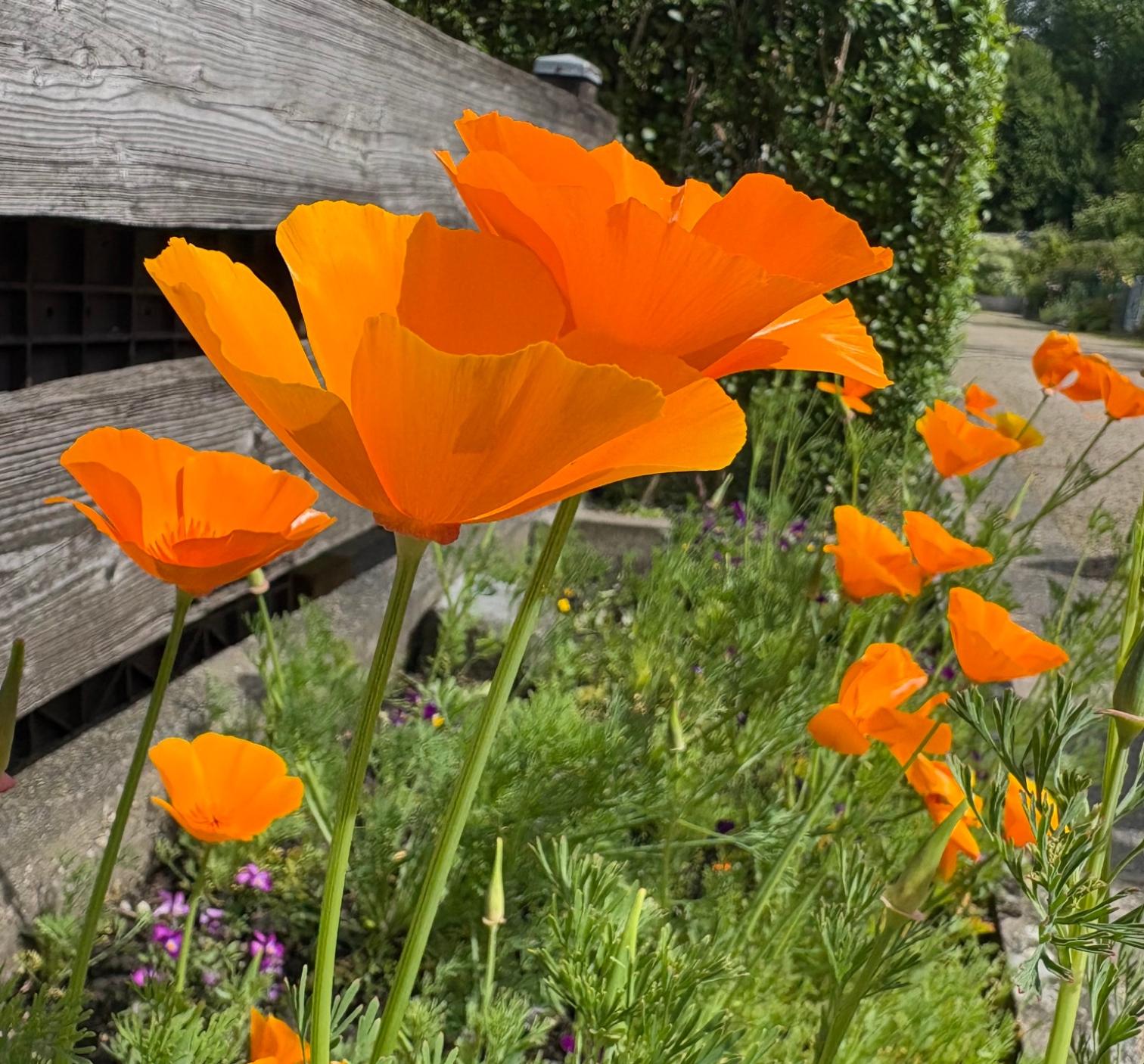 Island-Mohn