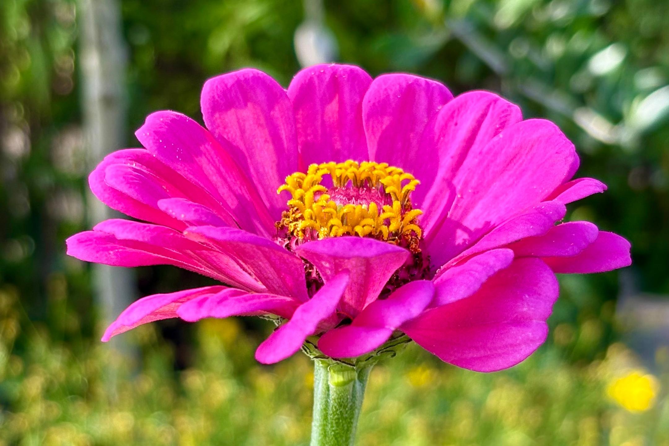 Blume