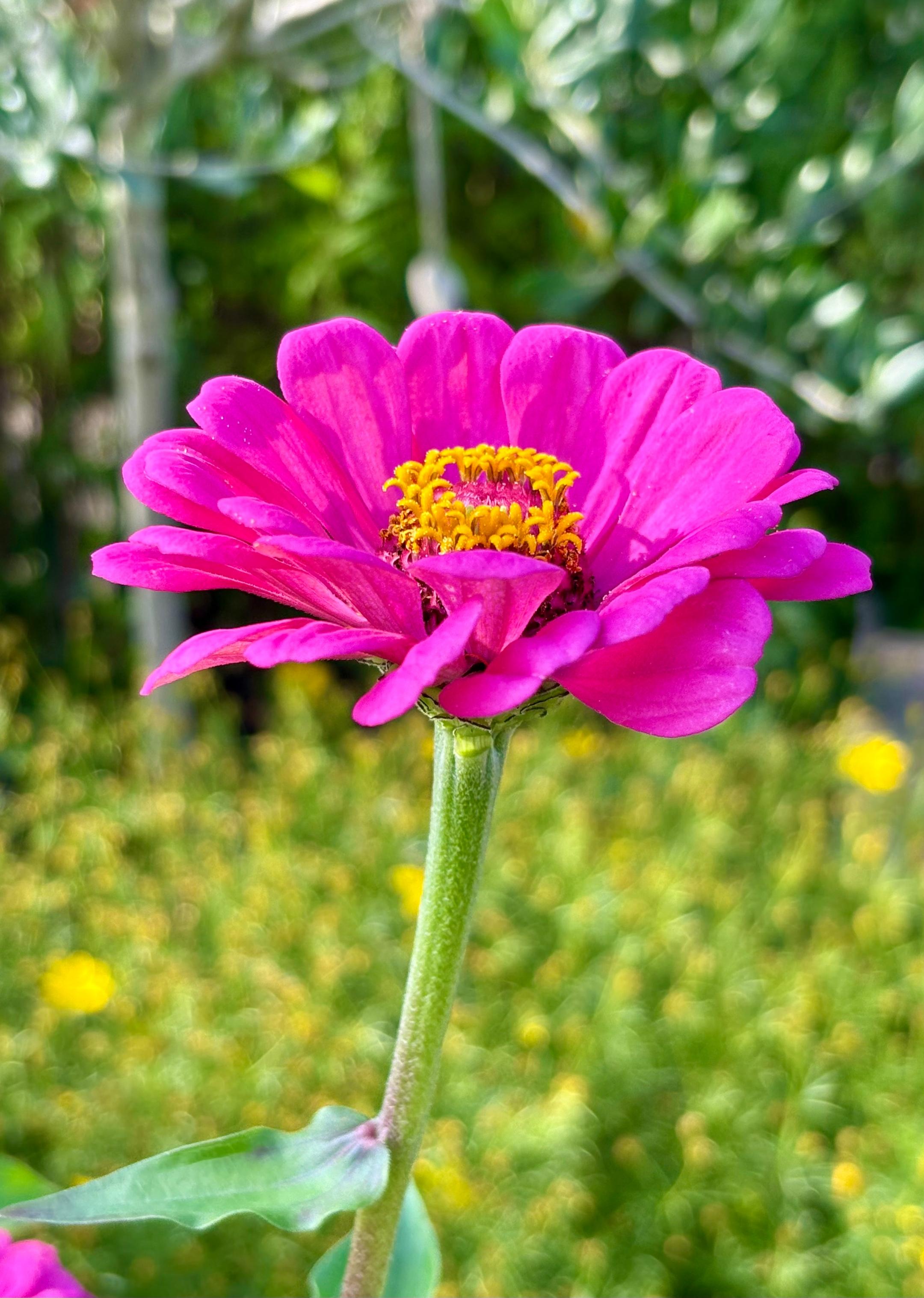 Blume