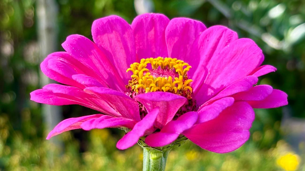 Blume