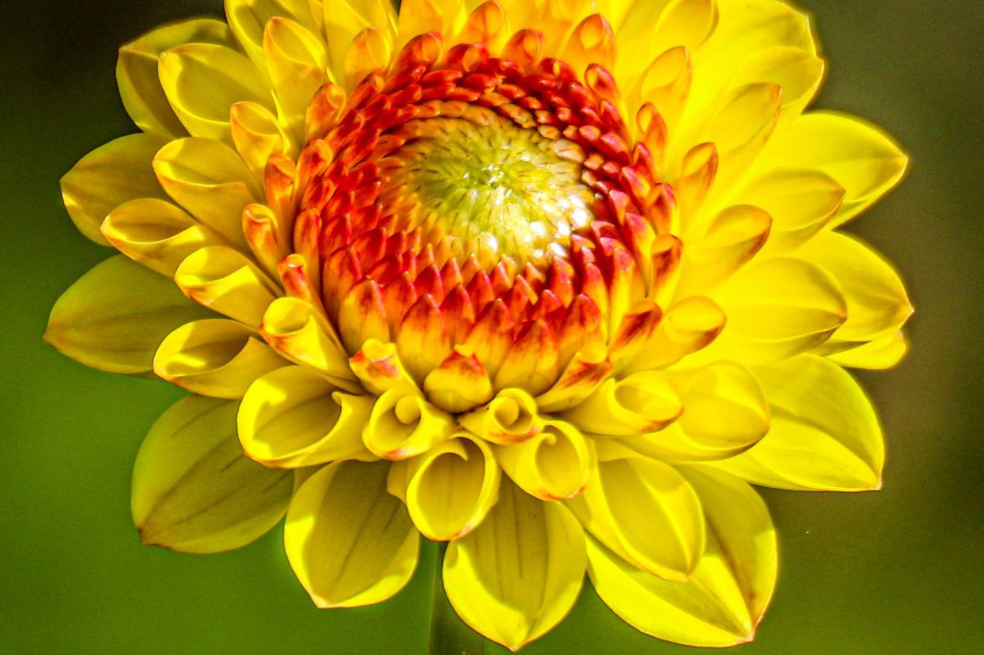 Sommerblume