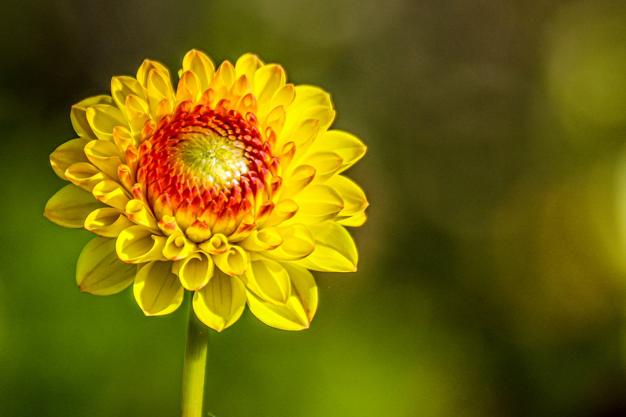 Sommerblume