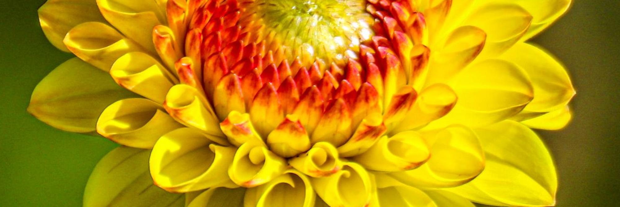 Sommerblume