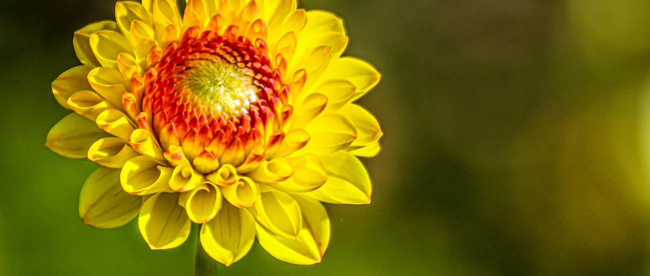 Sommerblume